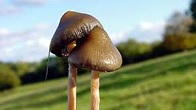 Употребление галлюциногенных грибов