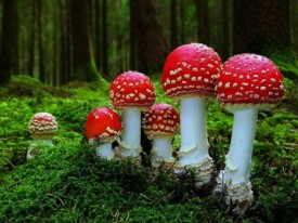 Отравление мухоморами