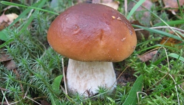 Отравиться белыми грибами можно