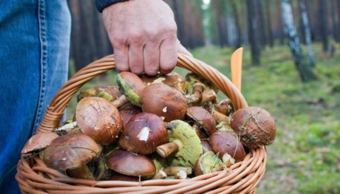 Первая помощь при отравлении грибами