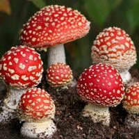 Отравление мухомором Отравление мухомором