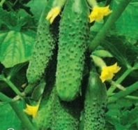 Отравление огурцами