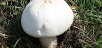 Отравление шампиньонами Отравление шампиньонами