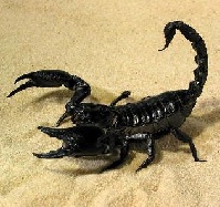 Укус скорпиона