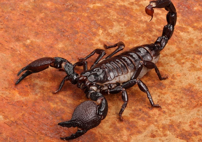 Il Morso Dello Scorpione Le Conseguenze Per L uomo Di Primo Soccorso
