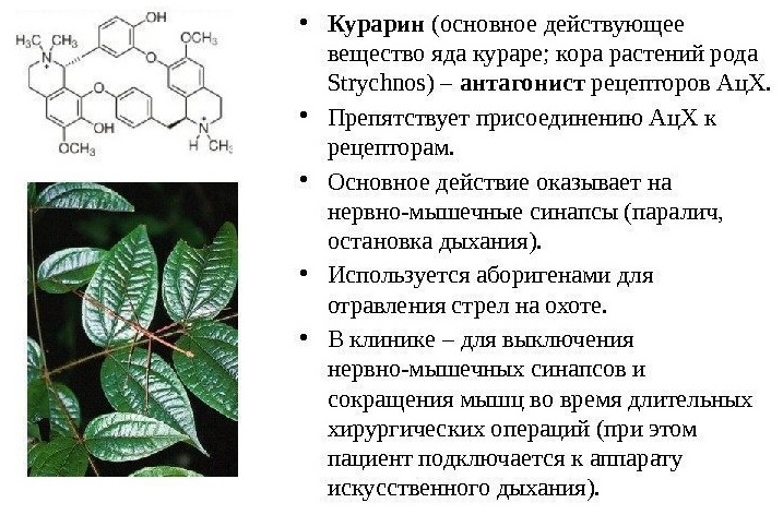 Действие яда кураре