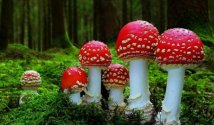 Отравление мухомором, симптомы и признаки