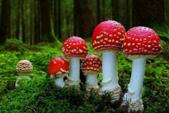 Отравление мухомором, симптомы и признаки