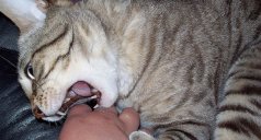 Что делать если укусила домашняя кошка