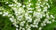 Как можно отравиться ландышем: симптомы, первая помощь, лечение