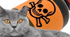 Яд для кошек: быстрая смерть при отравлениях и помощь животному