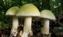 Отравление бледной поганкой, симптомы и первая помощь
