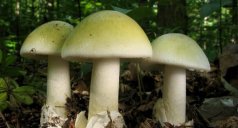Отравление бледной поганкой, симптомы и первая помощь