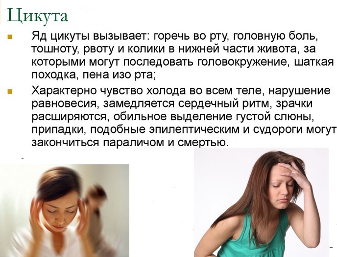 Яд цикуты