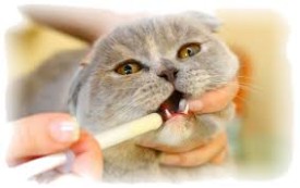 Симптомы отравления кошек