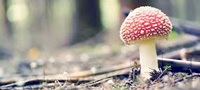 Отравление мухомором