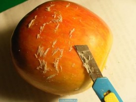 Фрукты натертые воском