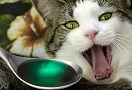 Смертельно опасные яды для кошек